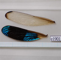 Euphaea amphicyana wing image